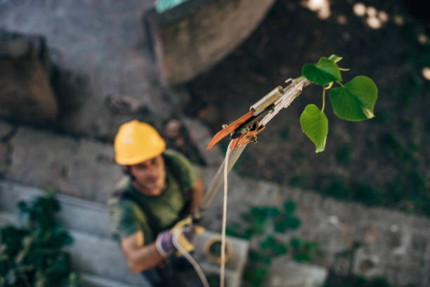 How Our Tree Care Process Works  in Charleston, MO